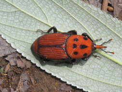 Image of Red palm weevil