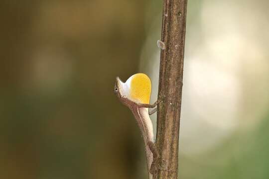 Image of Anolis apletophallus Köhler & Sunyer 2008