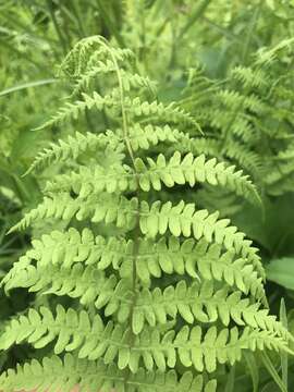 Image of Marsh Fern