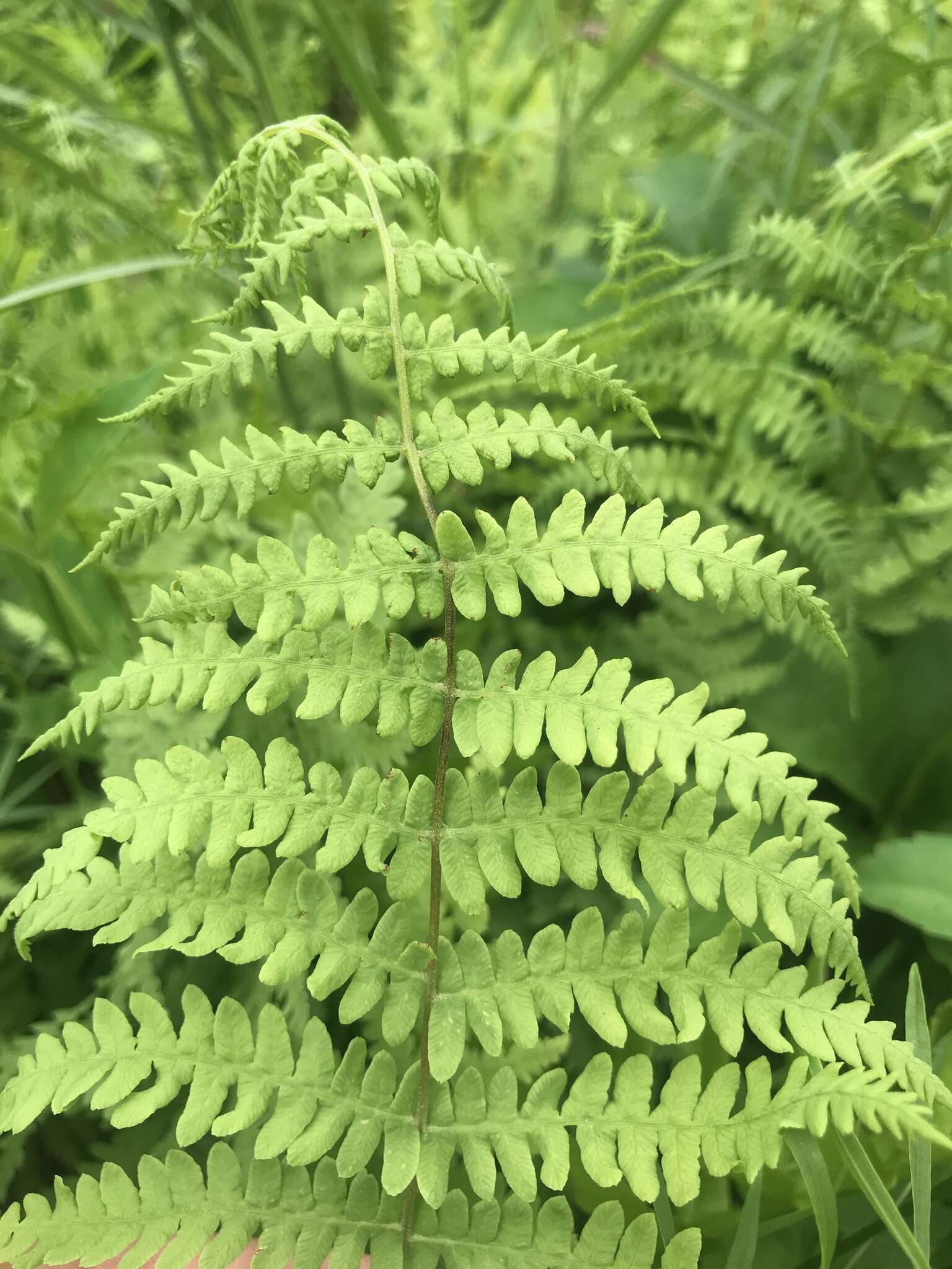 沼泽蕨的圖片