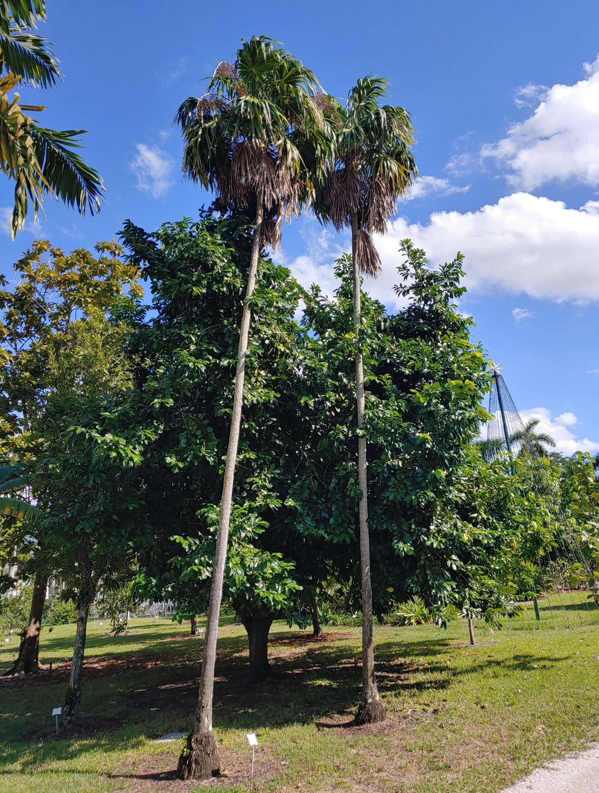 Image of thatch palm