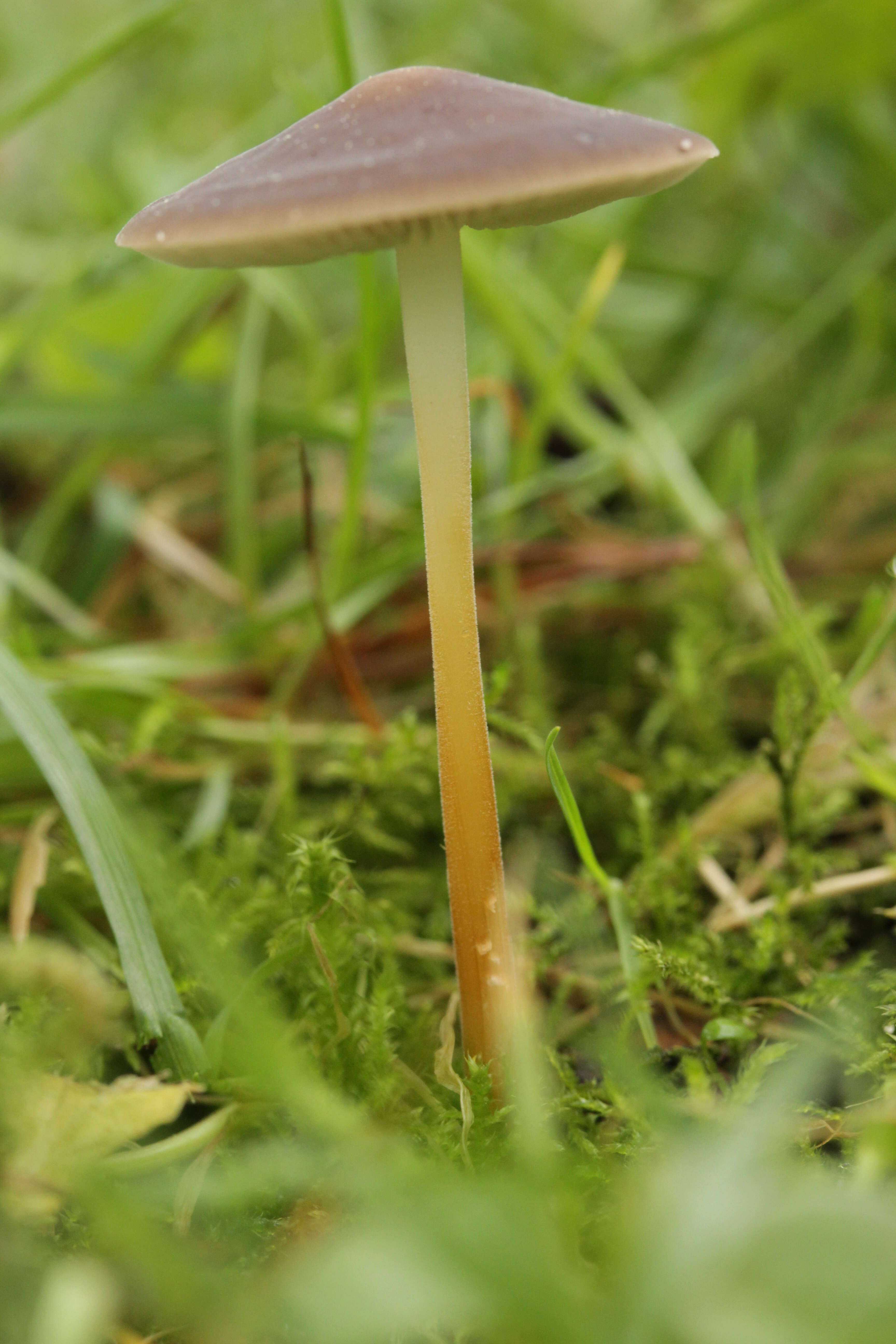 Image of Strobilurus tenacellus (Pers.) Singer 1962