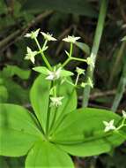 Image of boreal bedstraw