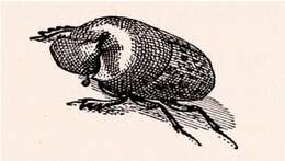 Image of Onthophagus (Palaeonthophagus) nuchicornis (Linnaeus 1758)