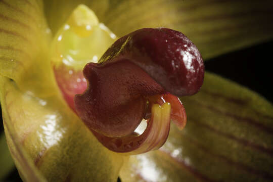 Image of Bulbophyllum pustulatum Ridl.