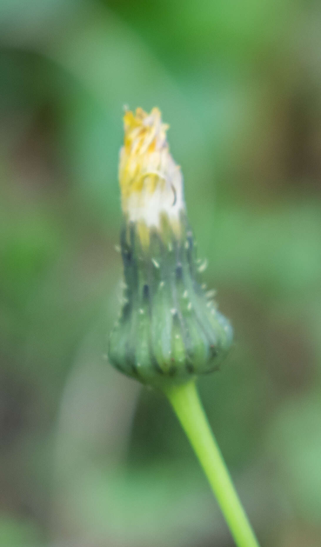 Plancia ëd Sonchus asper (L.) Hill