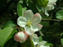 Image of Manchurian crab apple