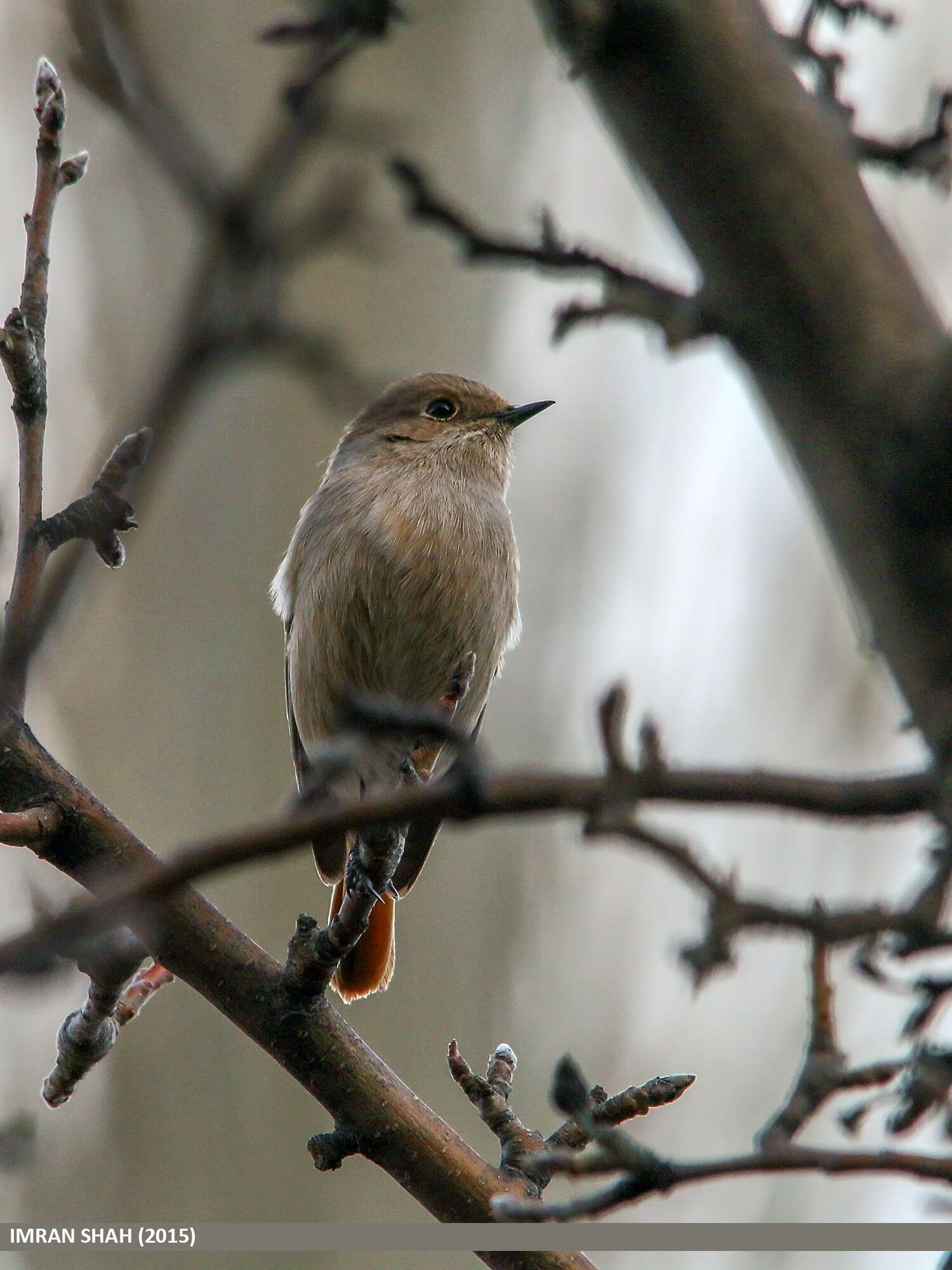 Image of Eversmann's Redstart