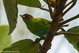 Image of Rufous-winged Tanager