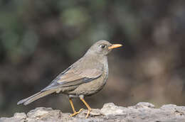 Image of Grey-winged Blackbird