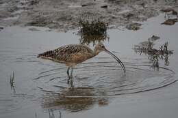 Image of Long-billed Curlew