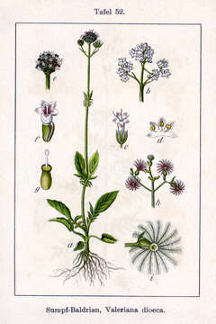 Image of marsh valerian