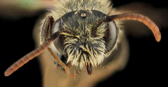 Image of Andrena nigrae Robertson 1905