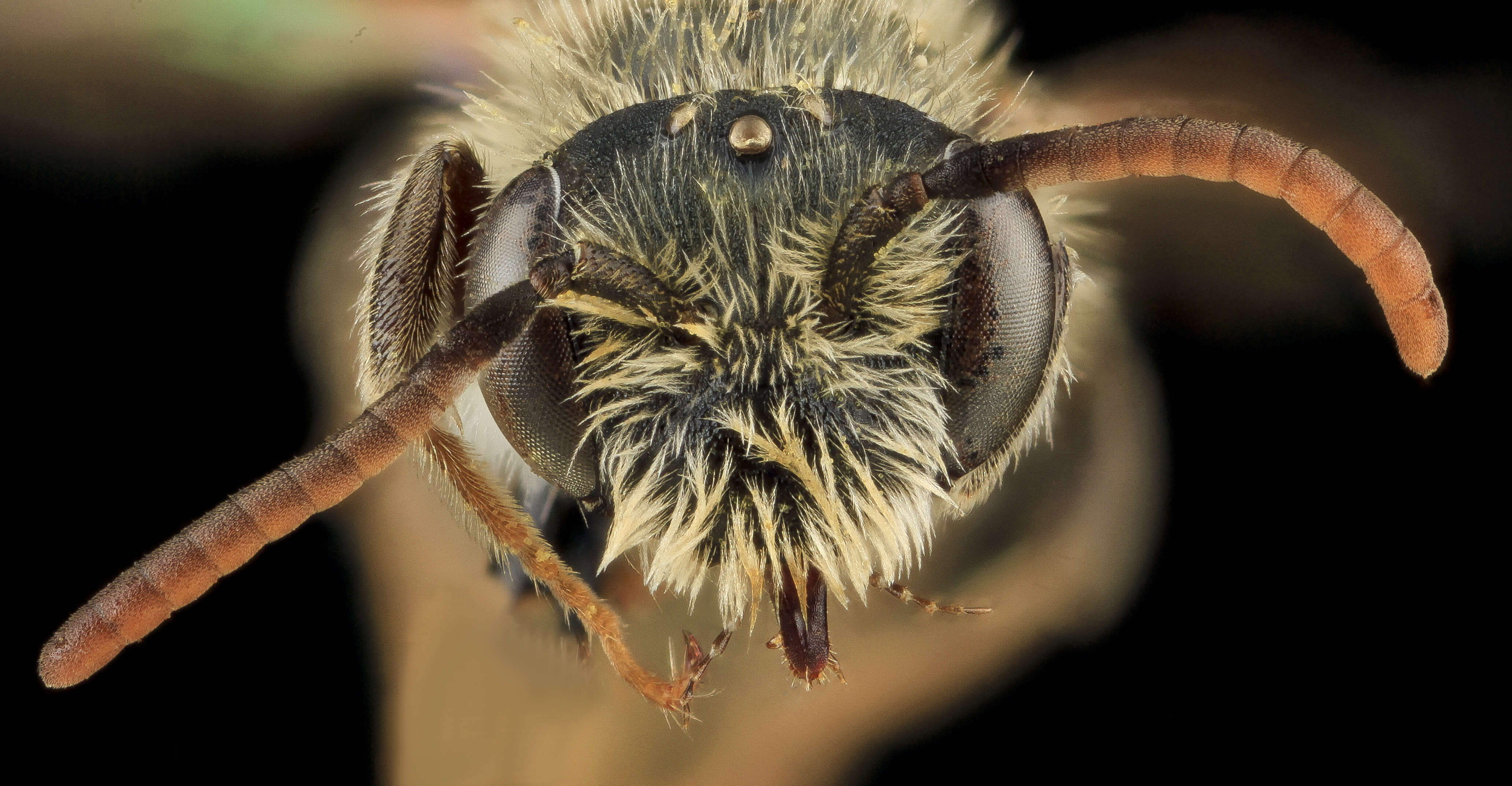 Image of Andrena nigrae Robertson 1905