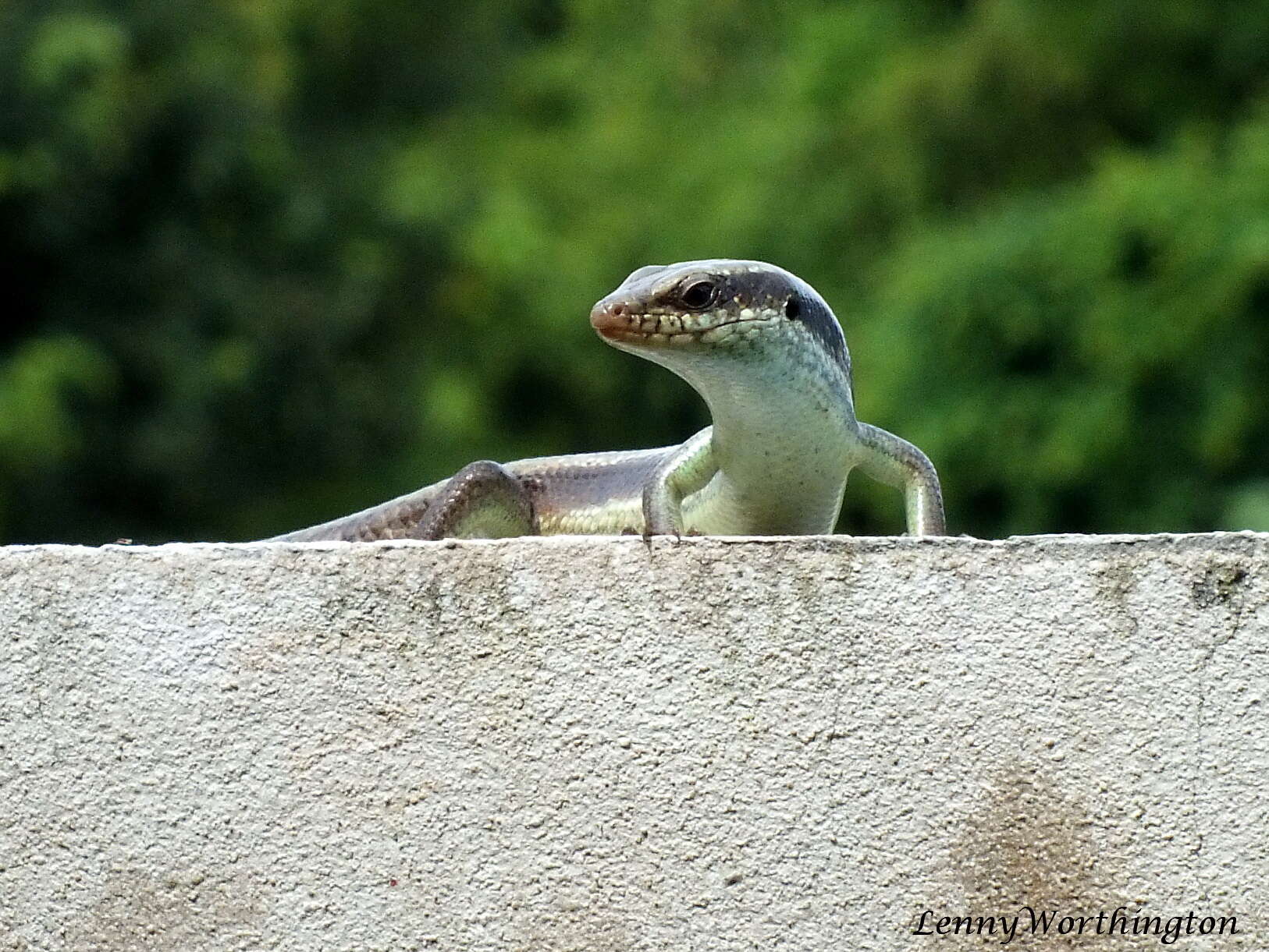 Image of Longtail Mabuya