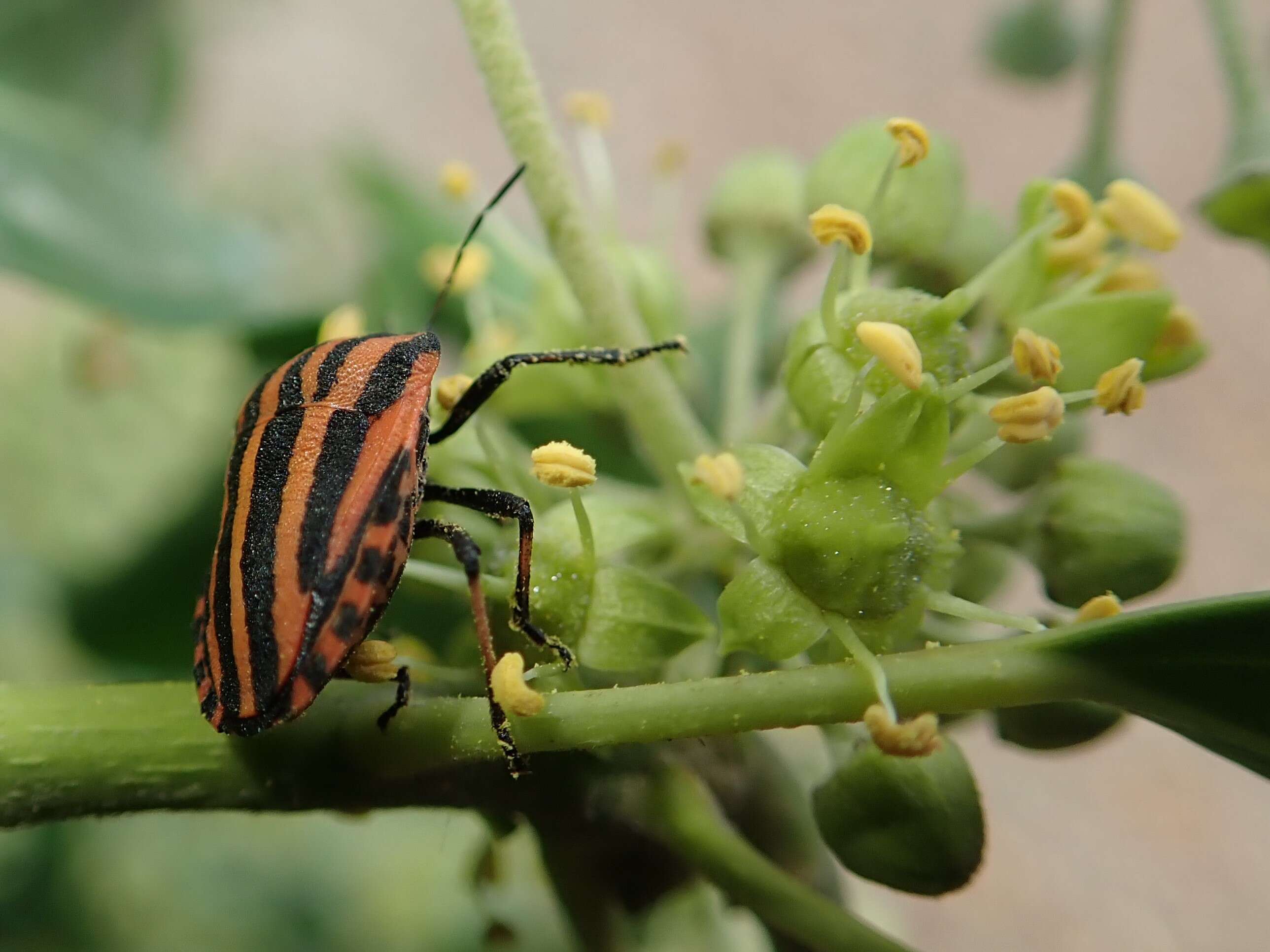 Image of <i>Graphosoma italicum</i>