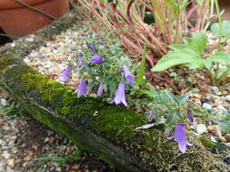 Campanula tommasiniana K. Koch resmi