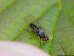 Image of Agathomyia antennata (Zetterstedt 1819)