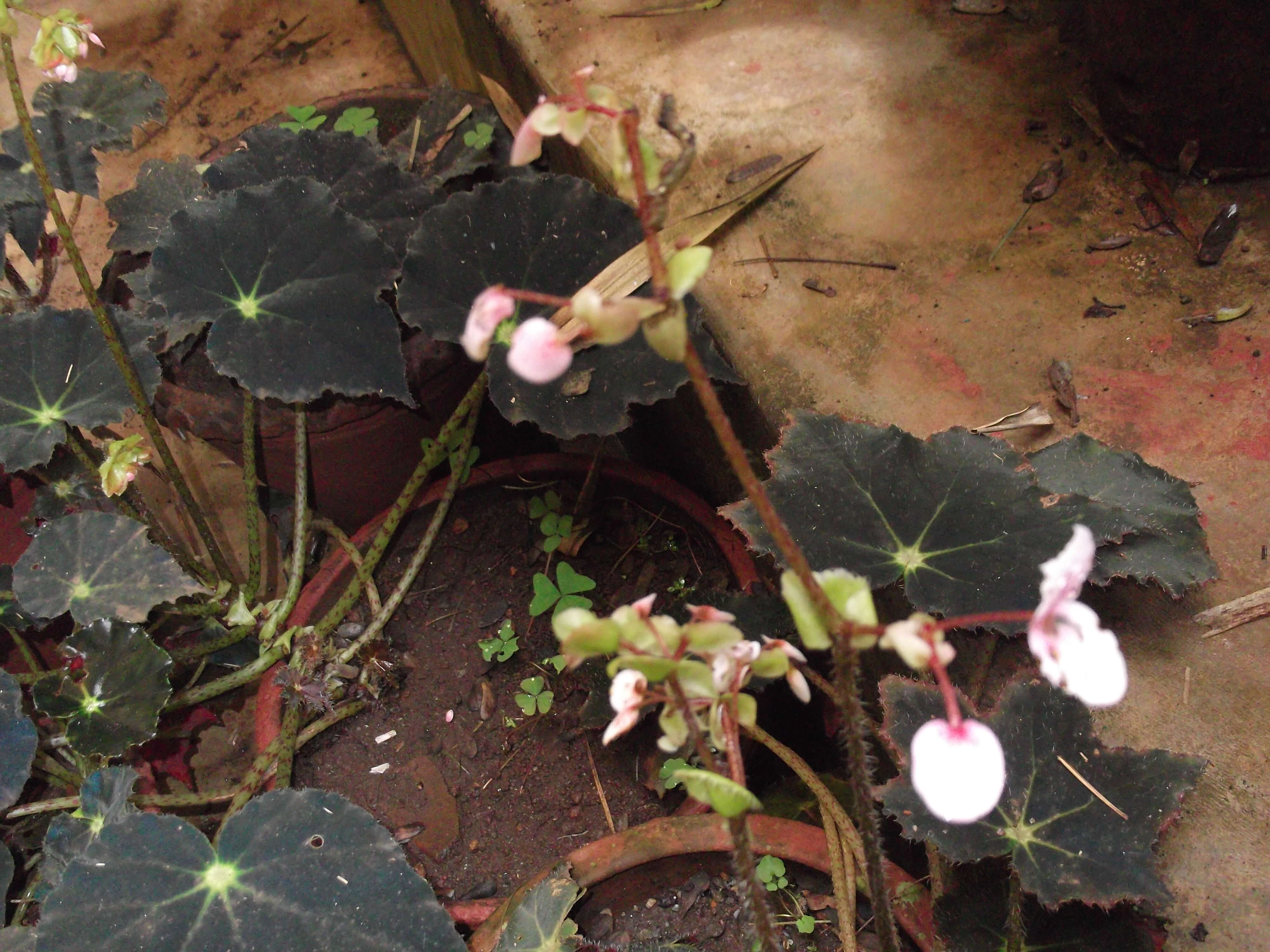 Image of Begonia bowerae Ziesenh.