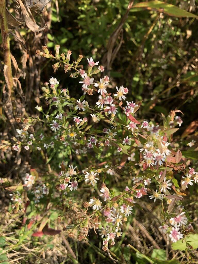 Image of calico aster