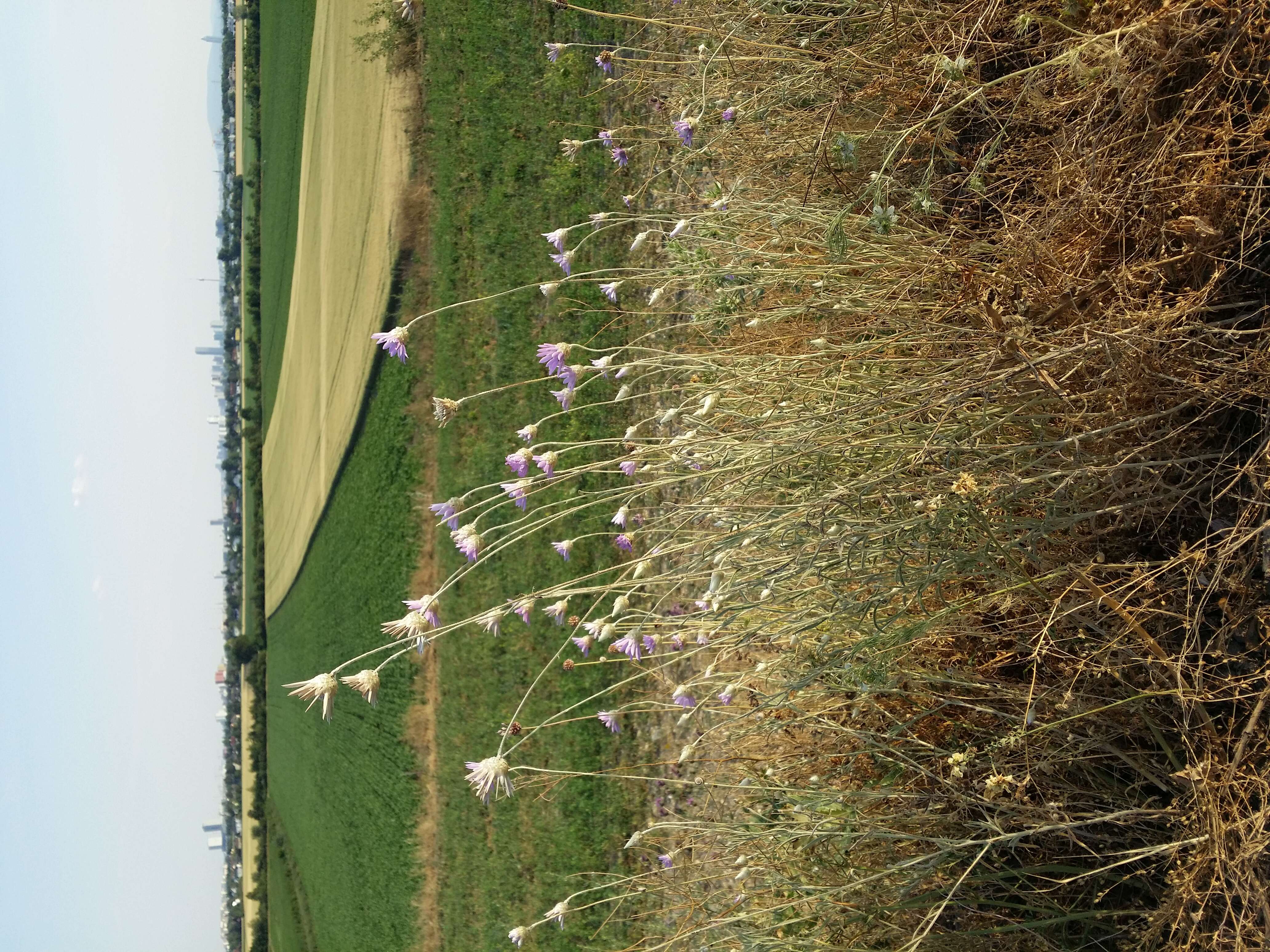 Image of Xeranthemum annuum L.