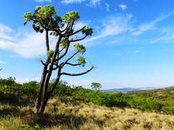 Image of Highveld Cabbage Tree