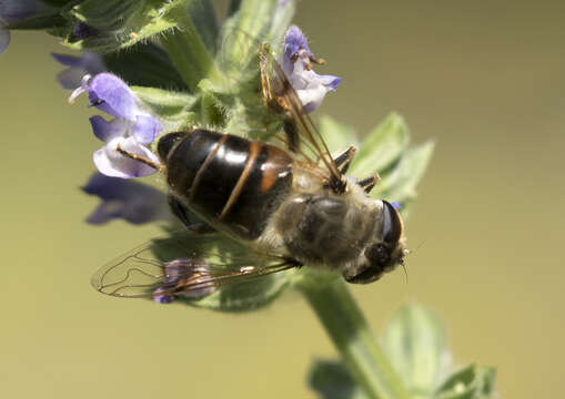 Image of Eristalis similis