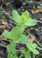 Image of spotted St. Johnswort