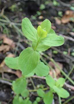 Image of spotted St. Johnswort