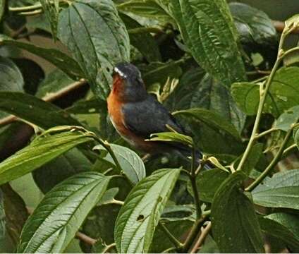 Image of Slaty Tanager