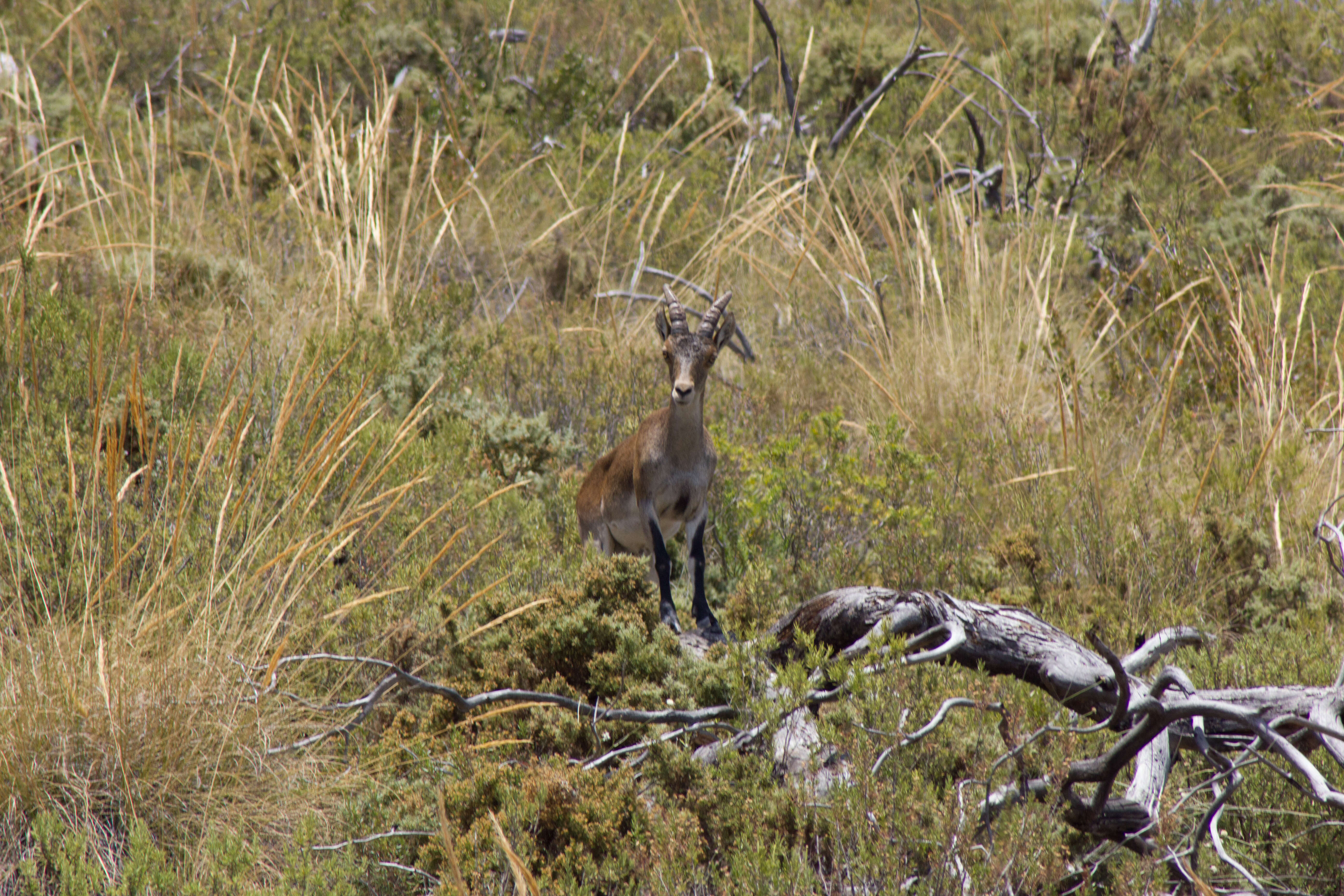 Image of Capra pyrenaica hispanica