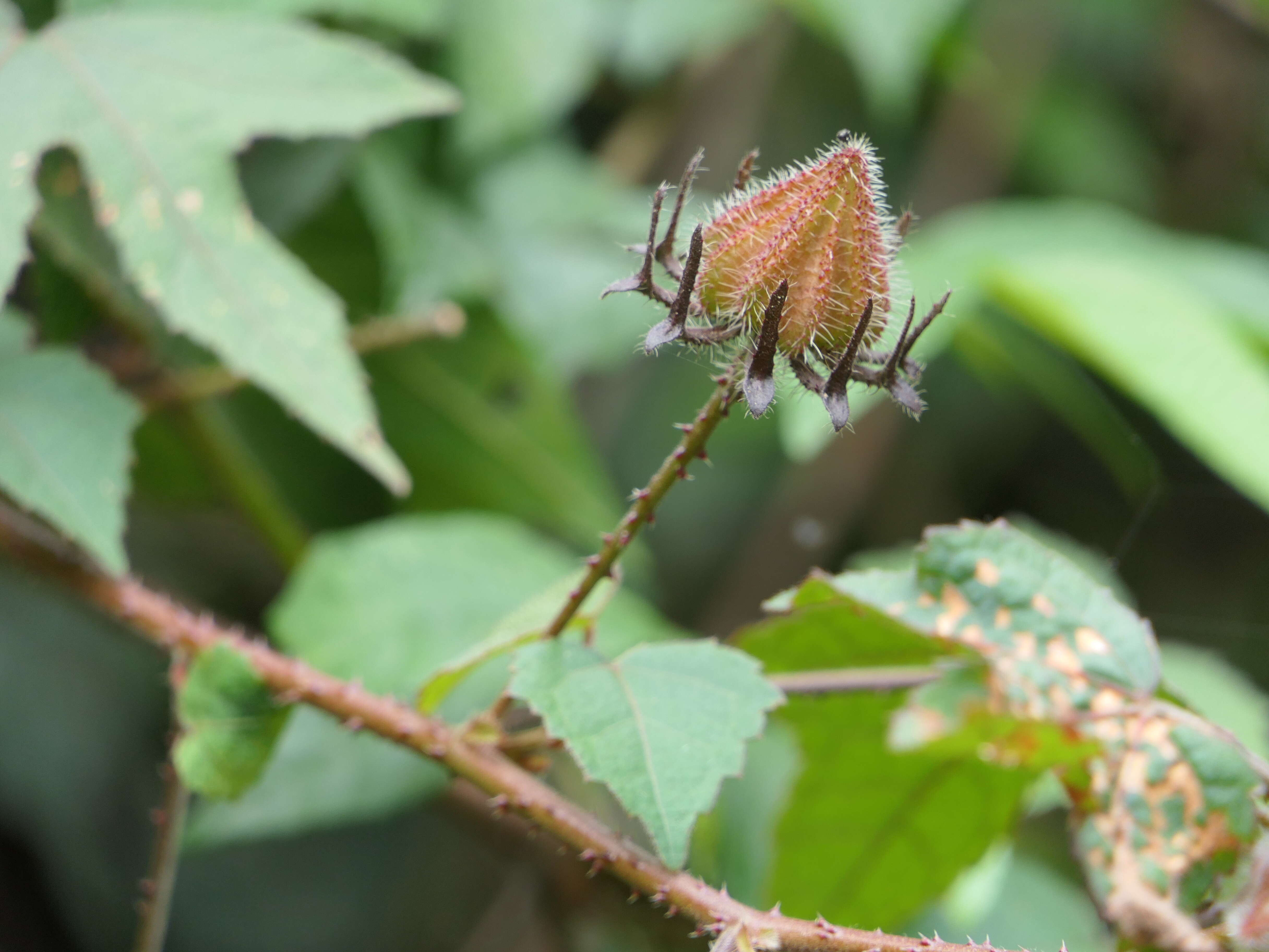 Sivun Hibiscus furcatus Roxb. kuva