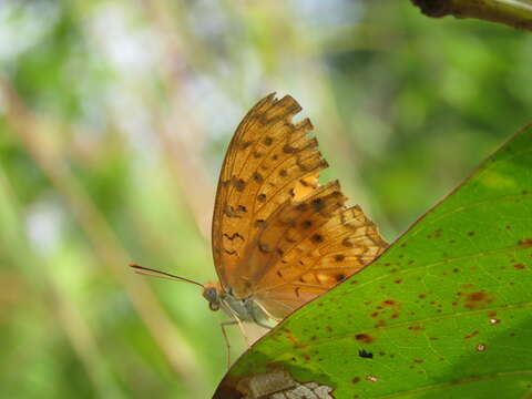 Image de Phalanta phalantha Drury 1773