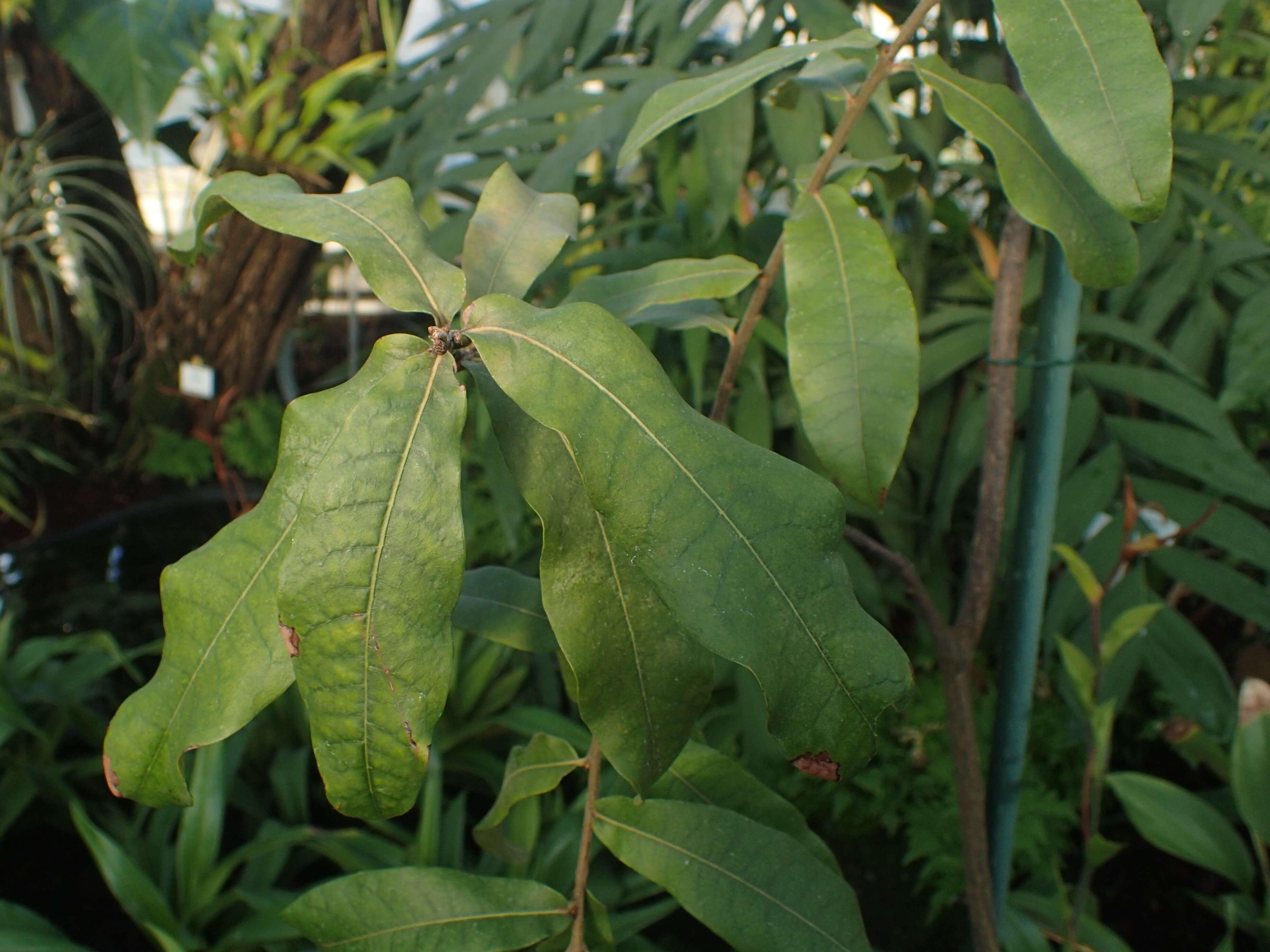 Image of Quercus crassipes Bonpl.