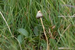 Plancia ëd Psilocybe semilanceata (Fr.) P. Kumm. 1871