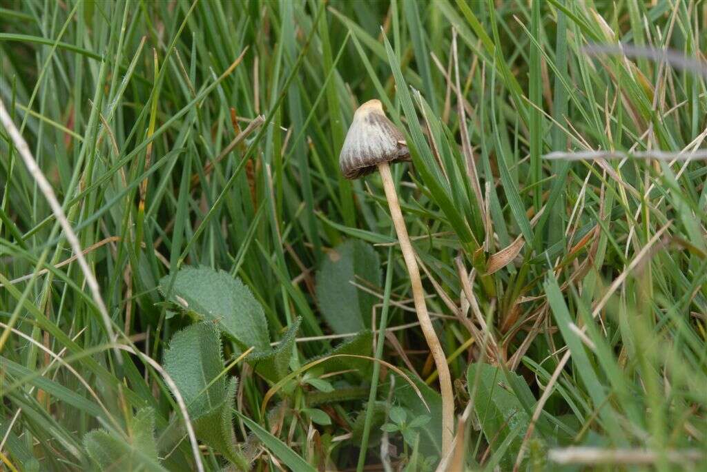 Plancia ëd Psilocybe semilanceata (Fr.) P. Kumm. 1871