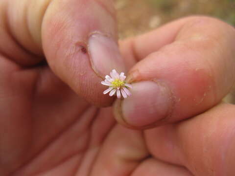 Image of Vittadinia cuneata DC.