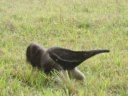 Image of Giant anteaters