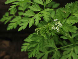 Image of spreading chervil