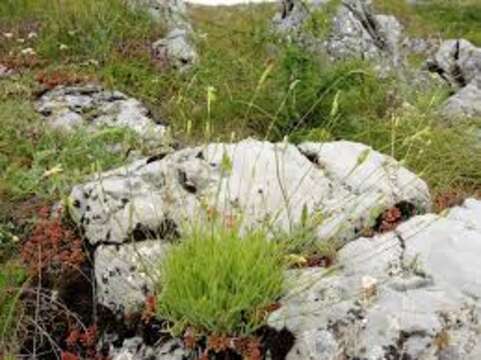 Image of Silene flavescens Waldst. & Kit.