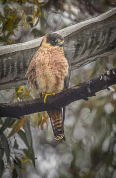 Image of Australian Hobby