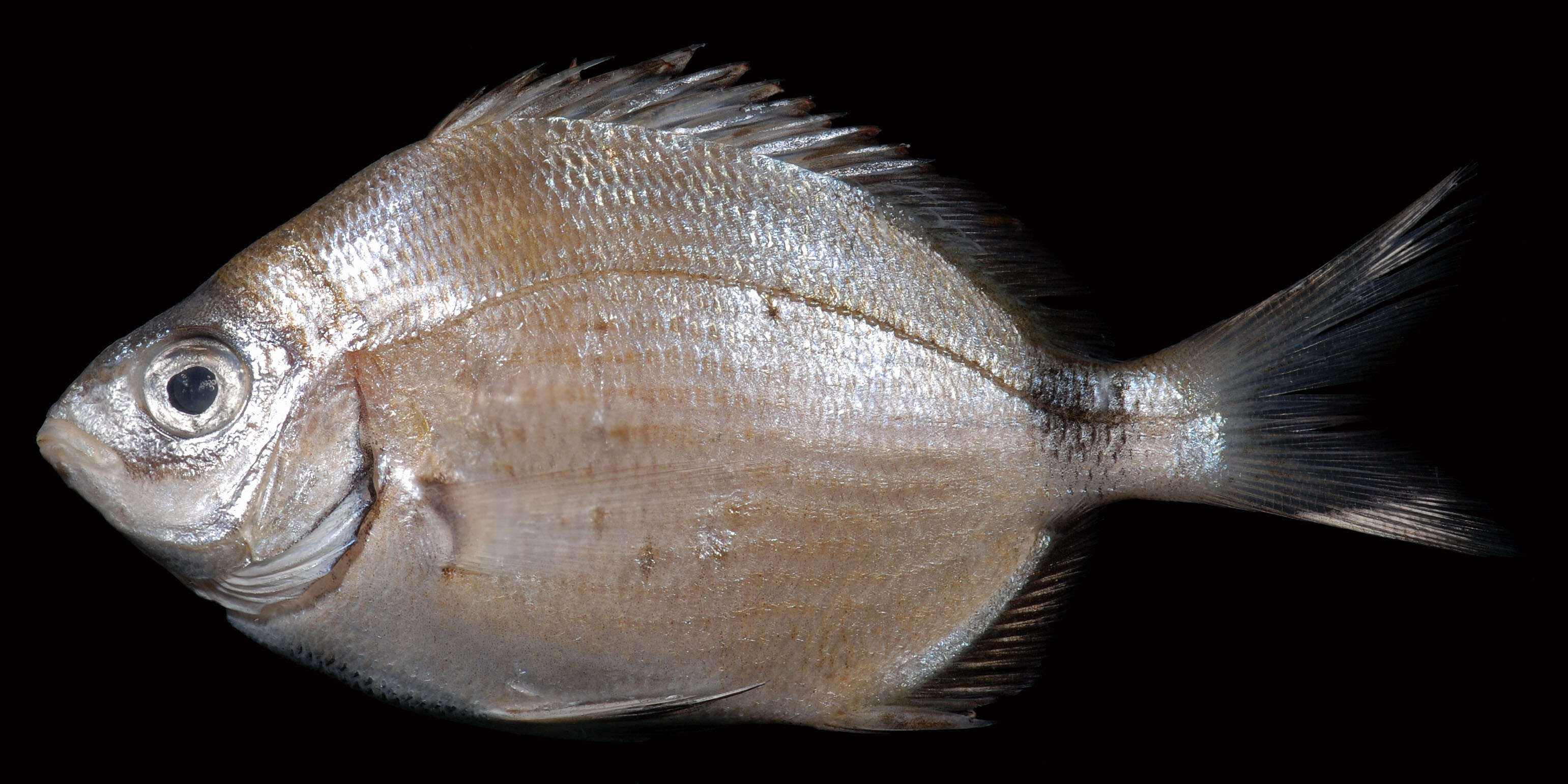 Image of Porgy