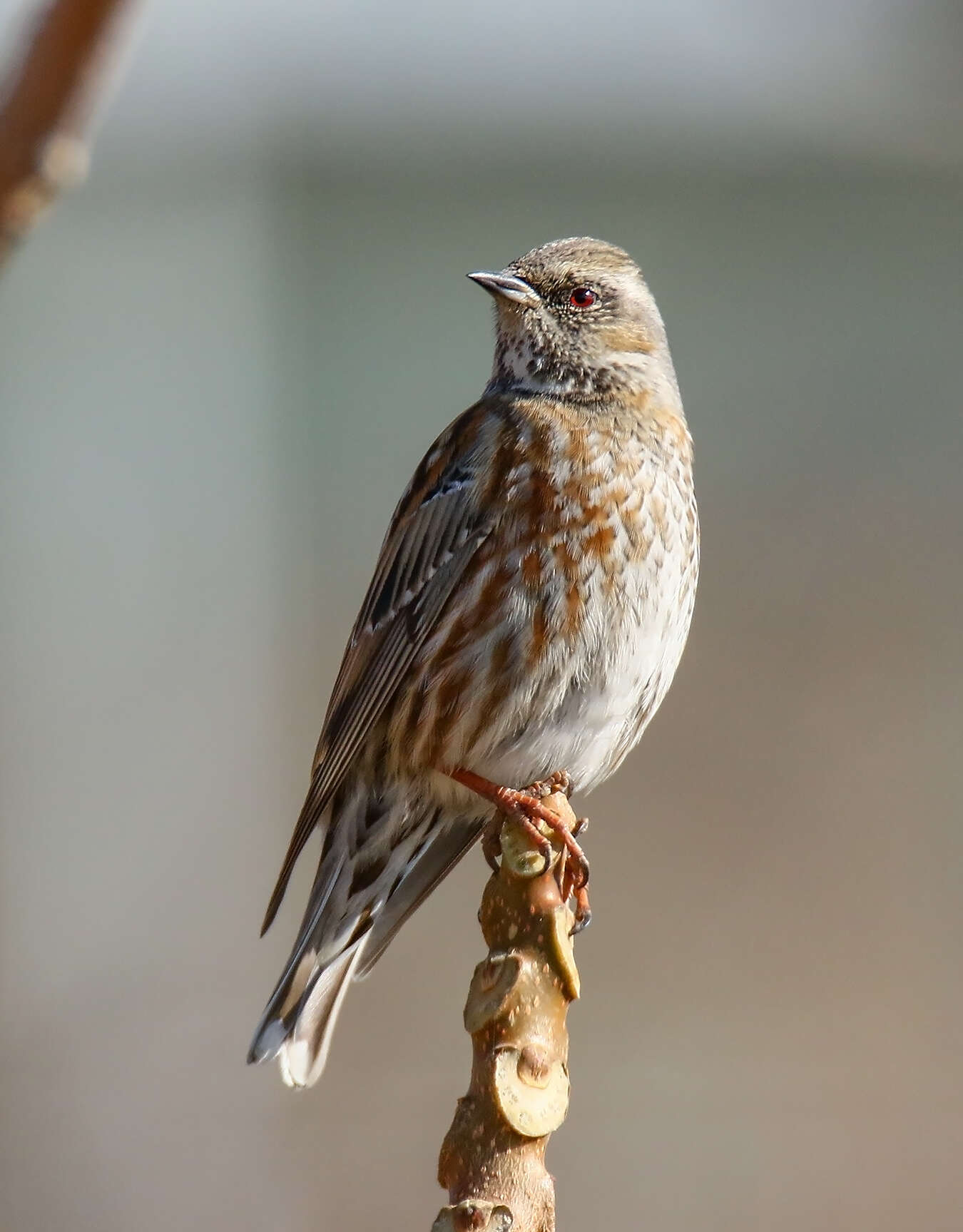 Image of Altai Accentor