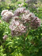 Image of hemp agrimony