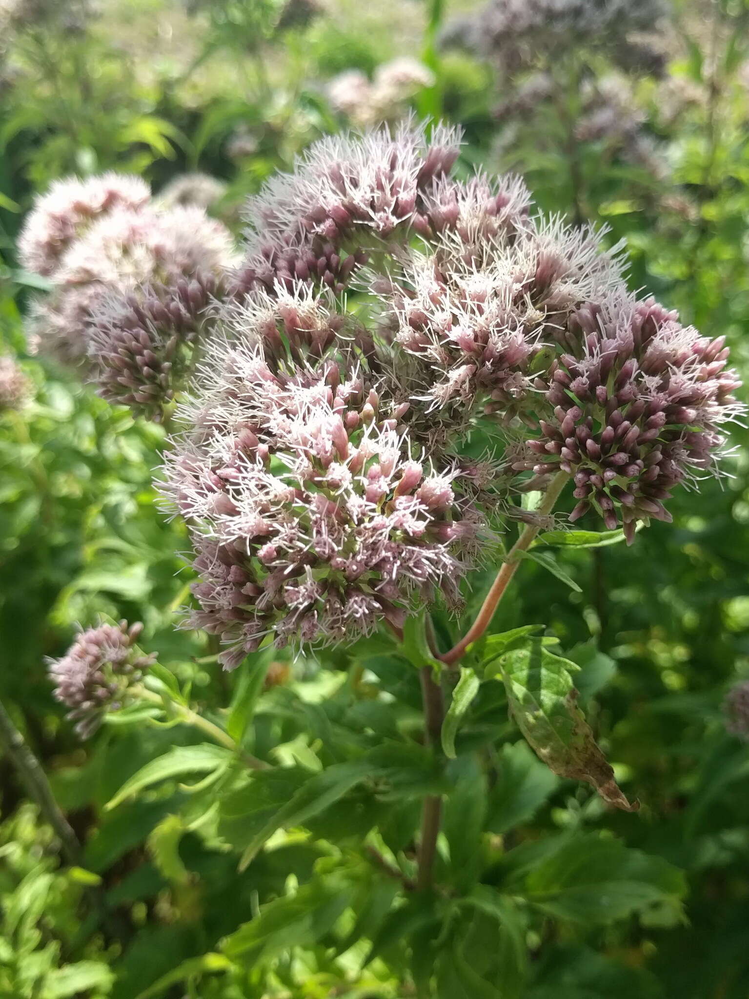 Image of hemp agrimony