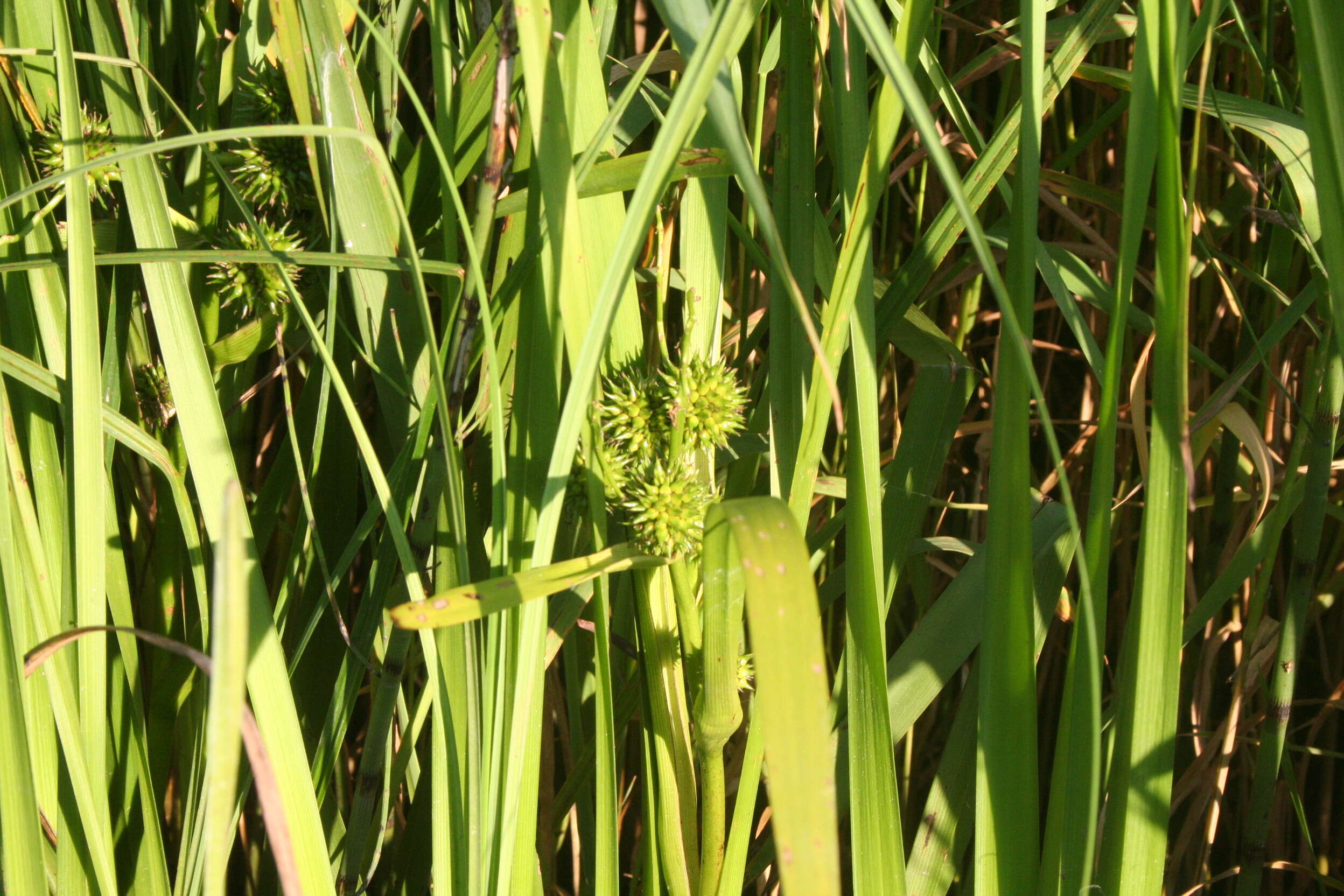 Image of Branched Bur-reed