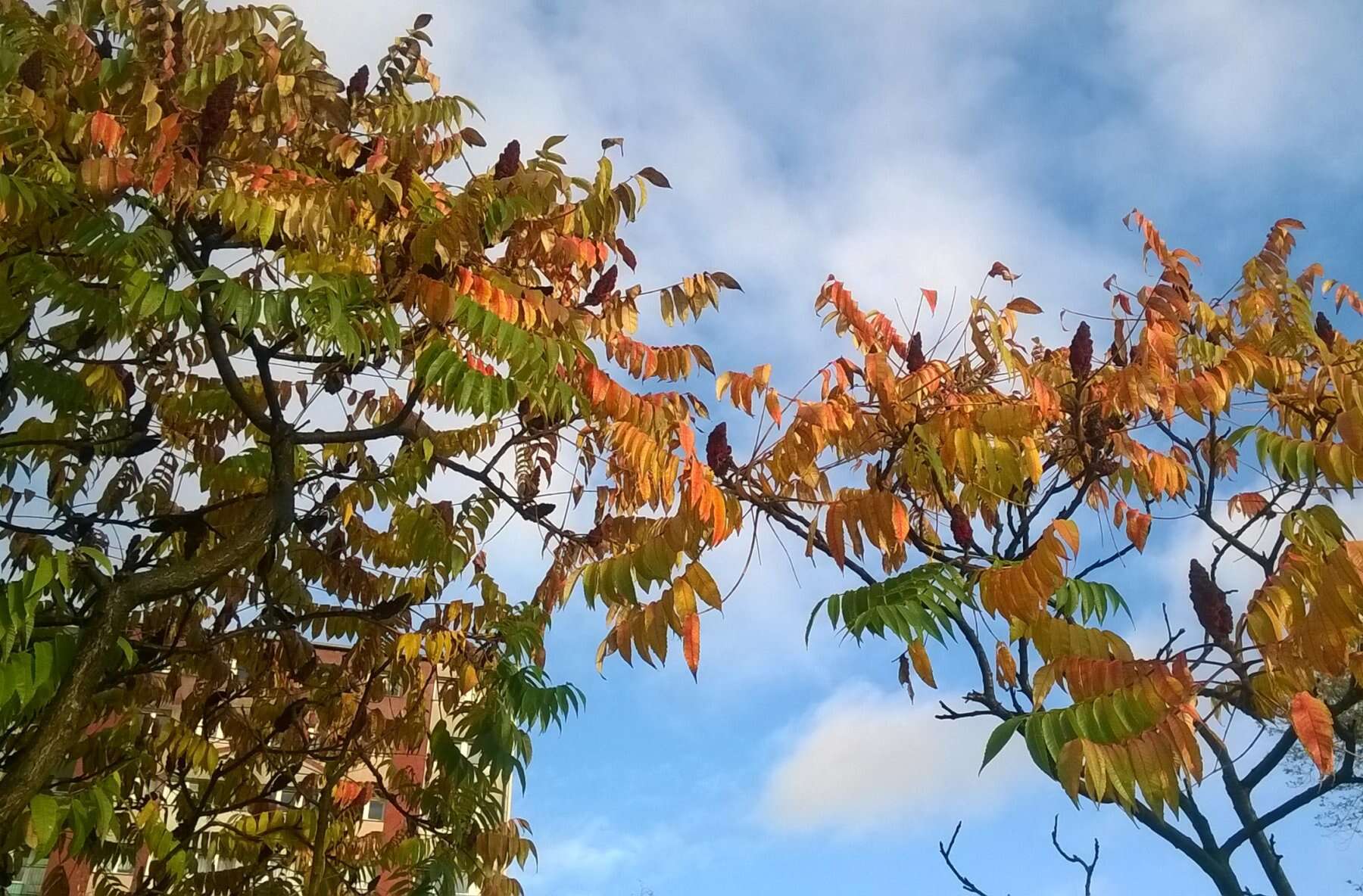 Image of staghorn sumac