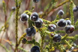 Imagem de Leucadendron dubium H. Buek ex Meissn.