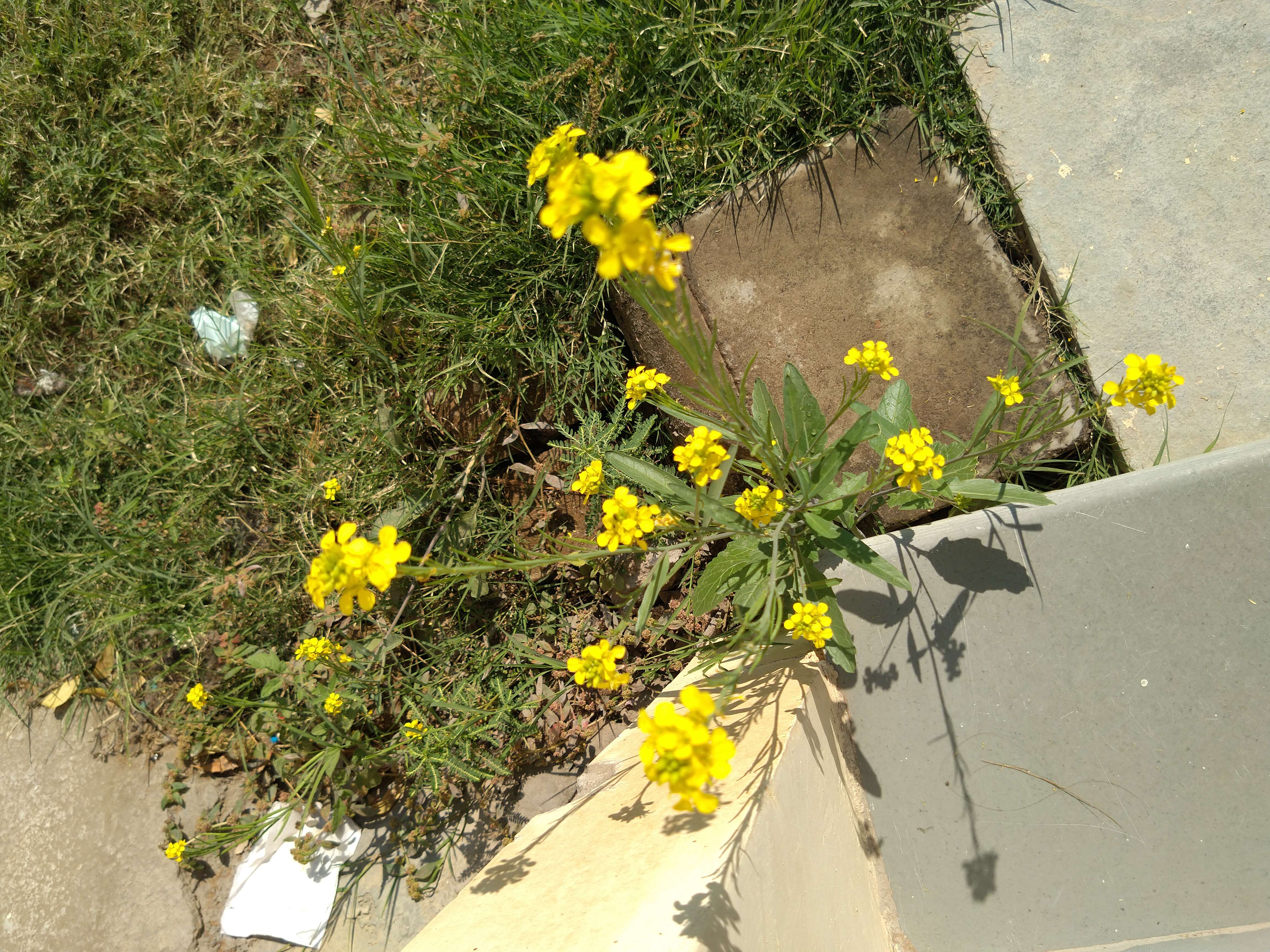 Image of charlock mustard