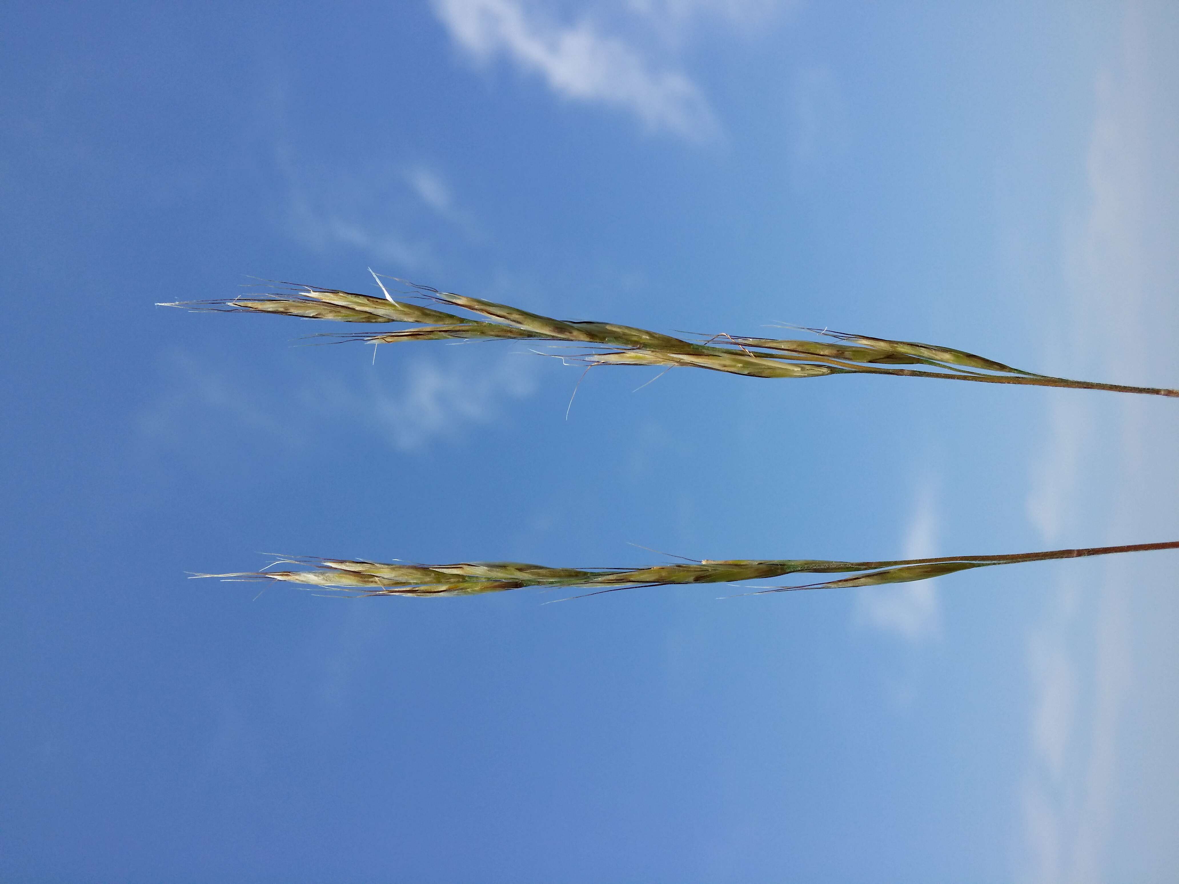 Plancia ëd Helictochloa pratensis (L.) Romero Zarco